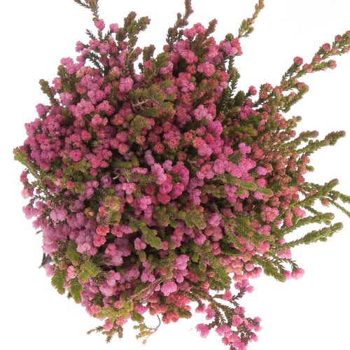 Erica Bella per stem