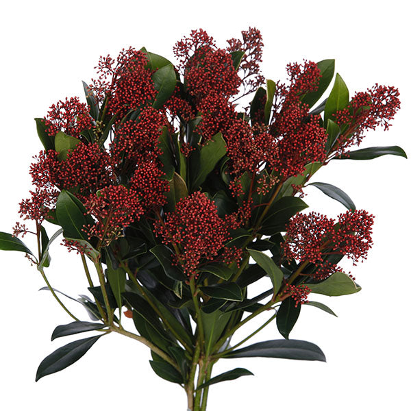 Skimmia Rubella per bunch