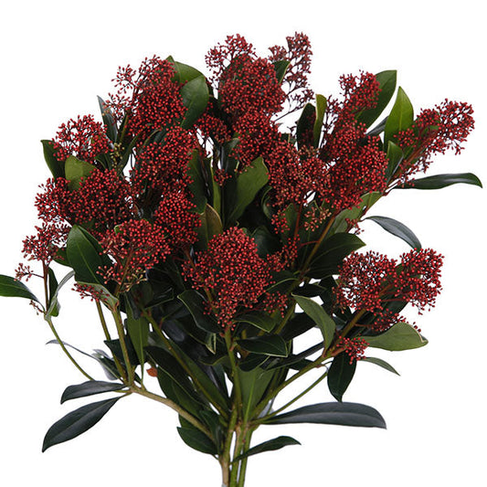 Skimmia Rubella per bunch