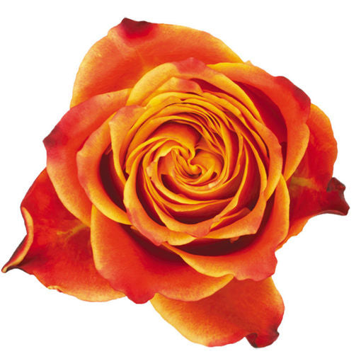 Rose Atomic Per Stem