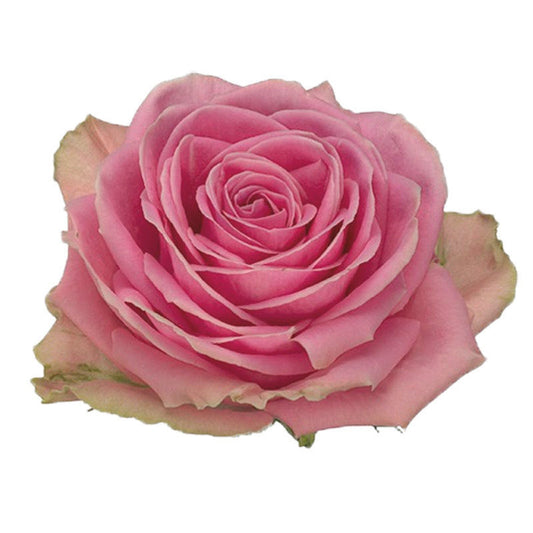 Rose Wham Per Stem