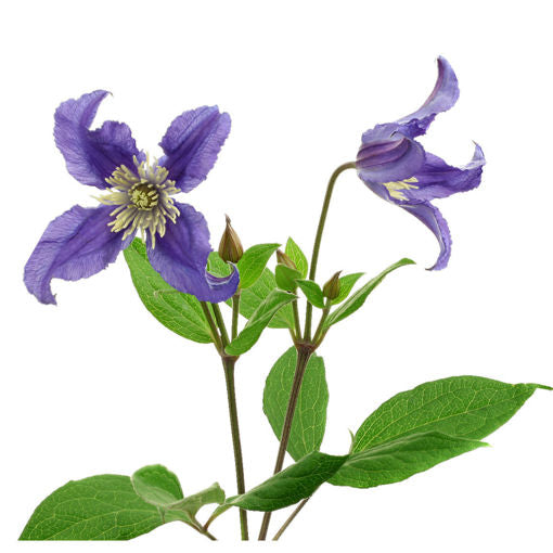 Clematis Blue Per Stem