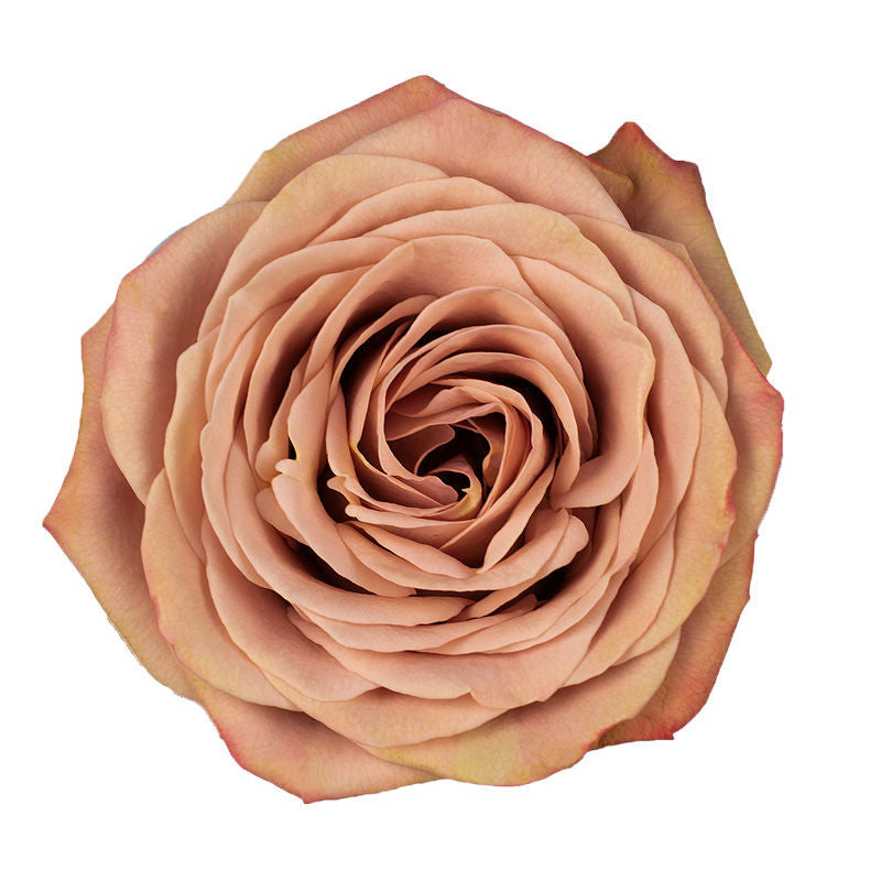 Rose Cappuccino Per Stem – Reemflora