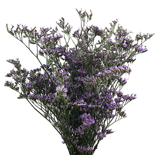 Limonium Shooting Star