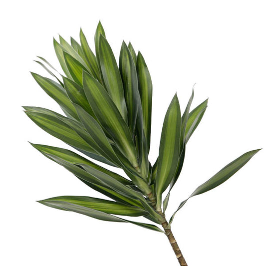 Song of Jamaica per bunch of  10 stems