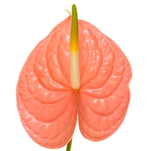Anthurium Farao Per Stem
