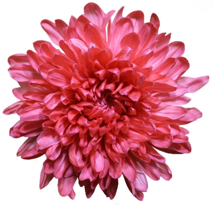 Chrysanthemum Painted Antonov  Pink Big Head Per Stem