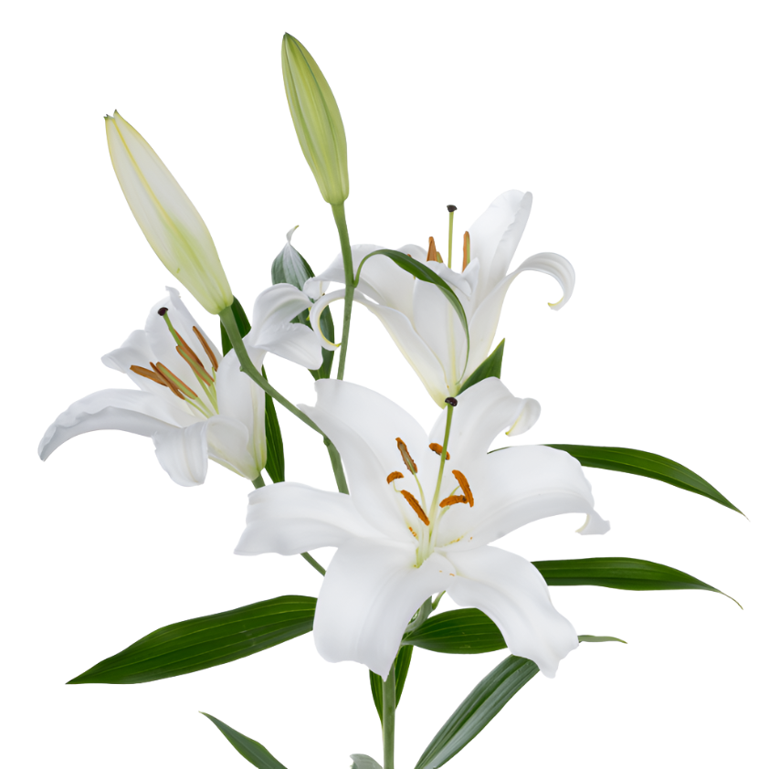 Lily Oriental White Holland Per Stem