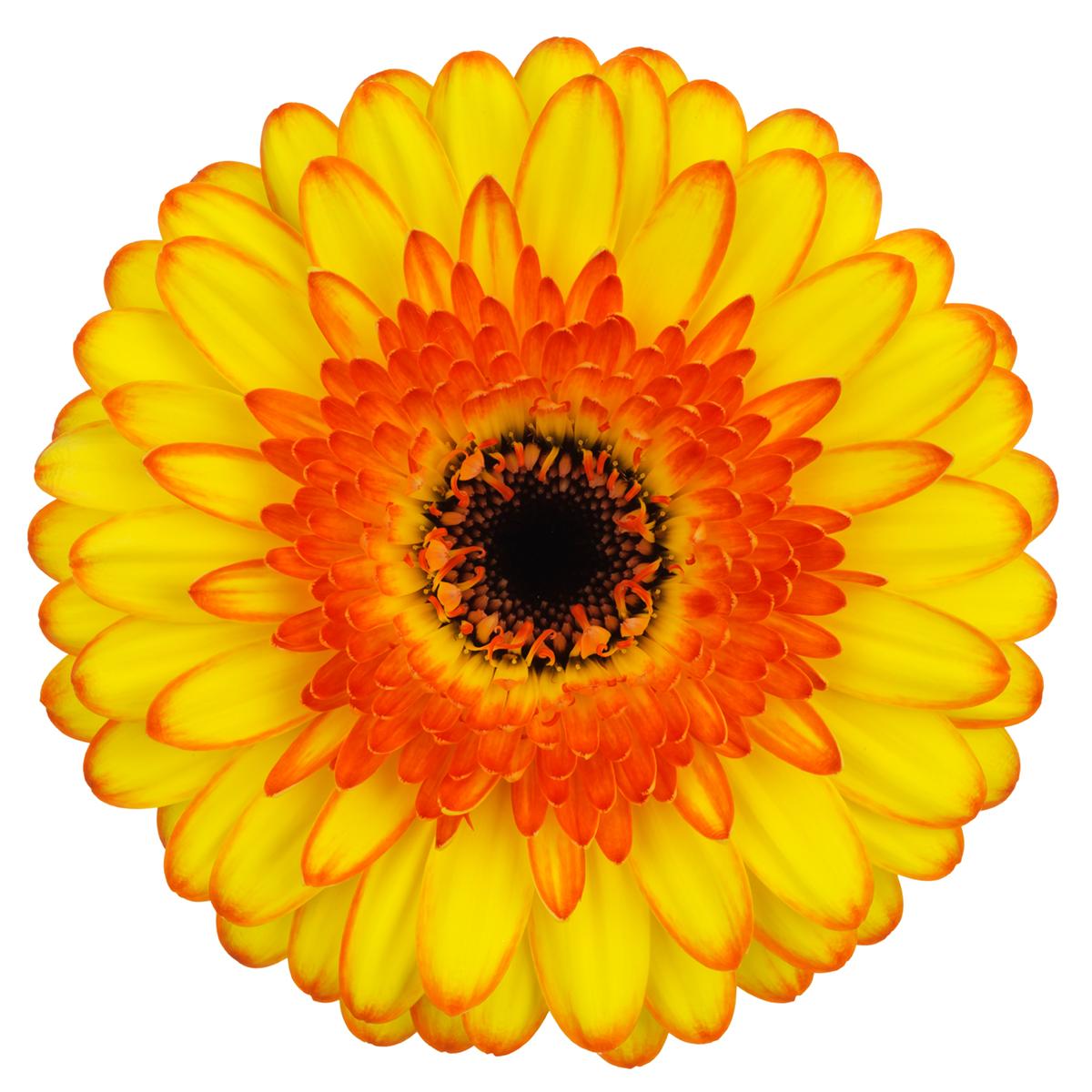 Gerbera Mini Bi Color Yellow Per Stem