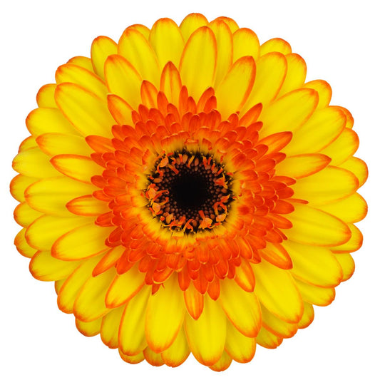 Gerbera Mini Bi Color Yellow Per Stem