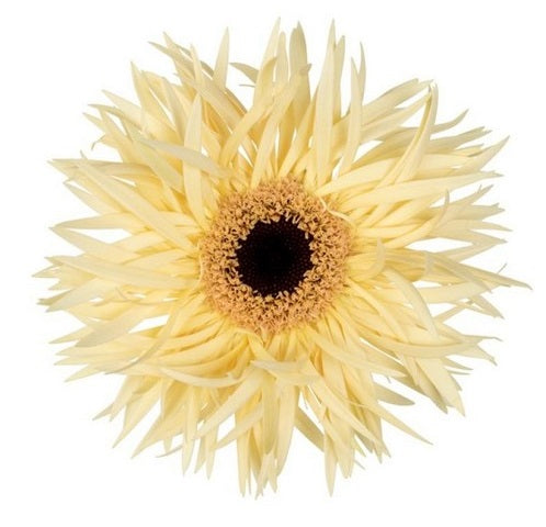 Gerbera Spider Torres Per Stem