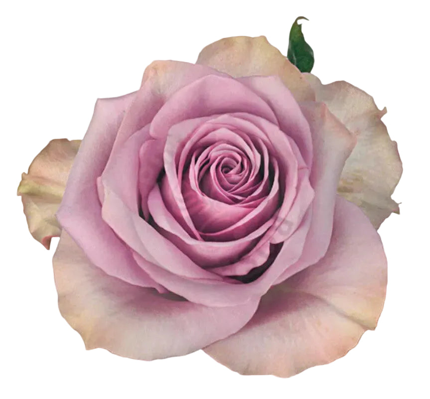 Rose Nightingale Per Stem