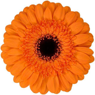 Gerbera Mini Madison