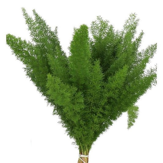 Asparagus Densiflorus Sprengeri Per Stem