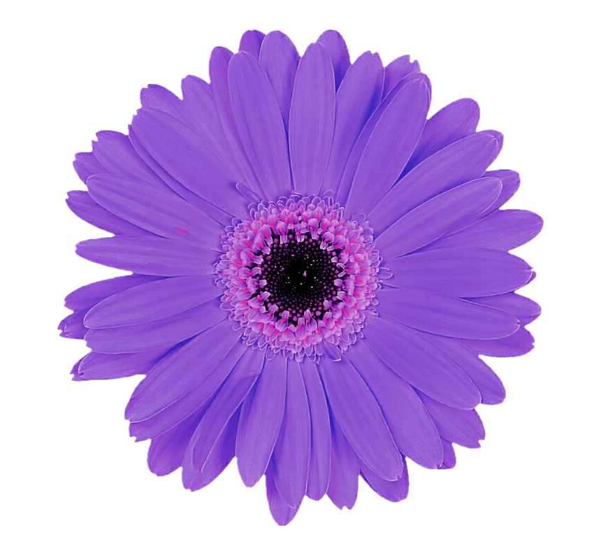 Gerbera Purple Per Stem