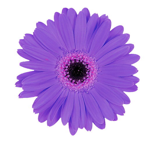 Gerbera Purple Per Stem