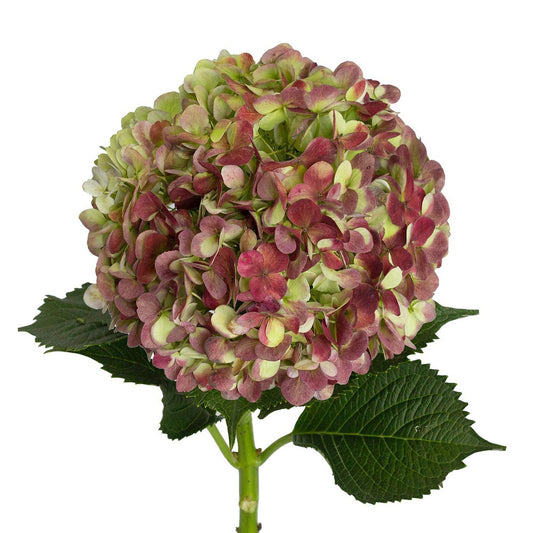 Hydrangea Antique Red Jumbo Per Stem