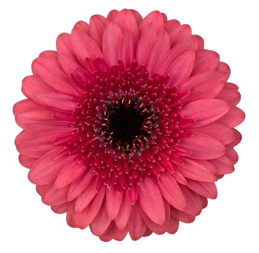 Gerbera Mini Corallo Per Stem