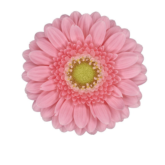 Gerbera Mini Juna Per Stem