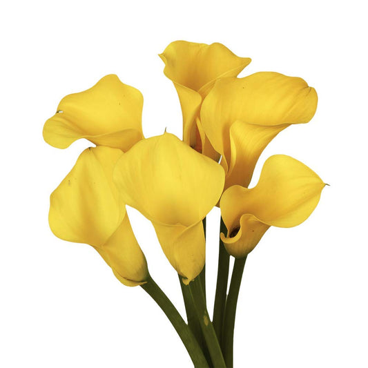 Calla Lily Yellow Per Stem