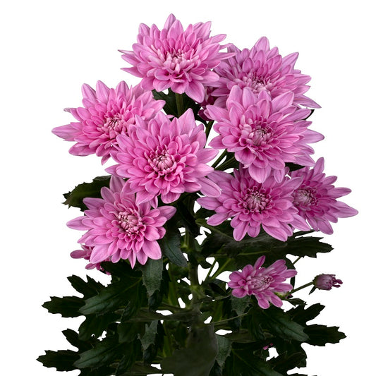 Chrysanthemum Veronica Pink Per Stem