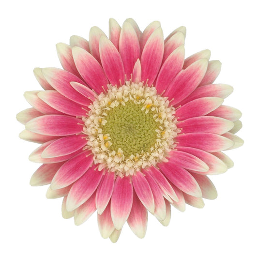 Gerbera Mini Piccolini Linosa Per Stem