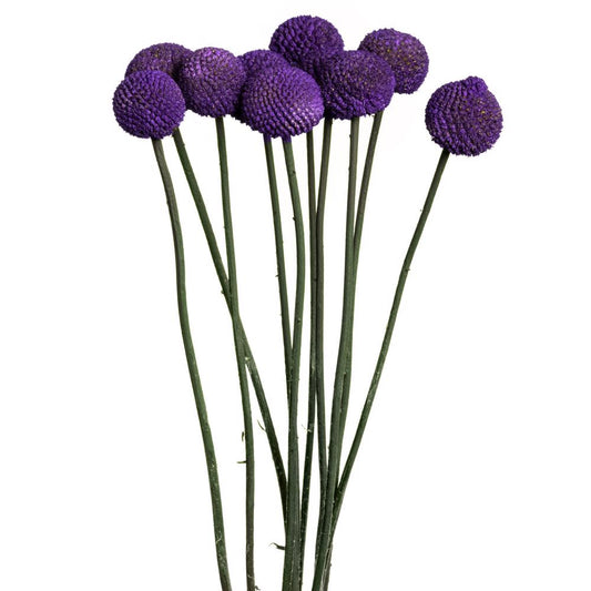 Craspedia Dyed Purple Per Stem