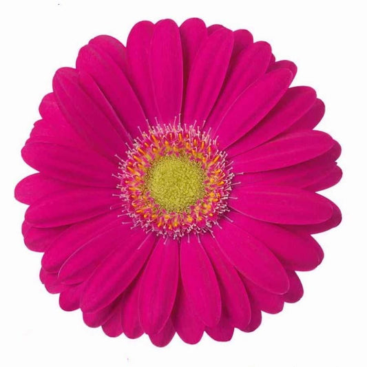 Gerbera Mini Elvis Per Stem