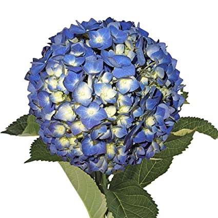 Hydrangea Purple Per Stem