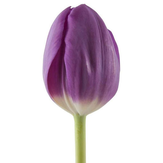 Tulip Purple Per Stem
