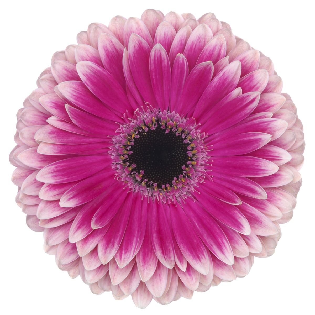 Gerbera Bi Color Purple Per Stem