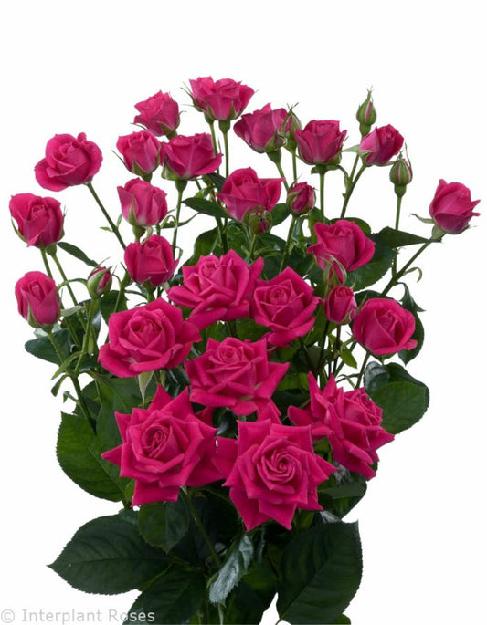 Spray Rose Tessa Per Stem