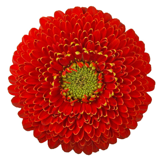 Gerbera Mini Sphere Amore Per Stem
