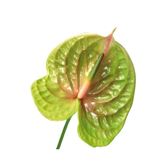 Anthurium Pistache Per Stem
