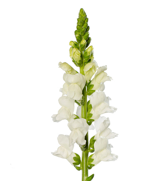 Antirrhinum White (Snapdragon) Per Stem