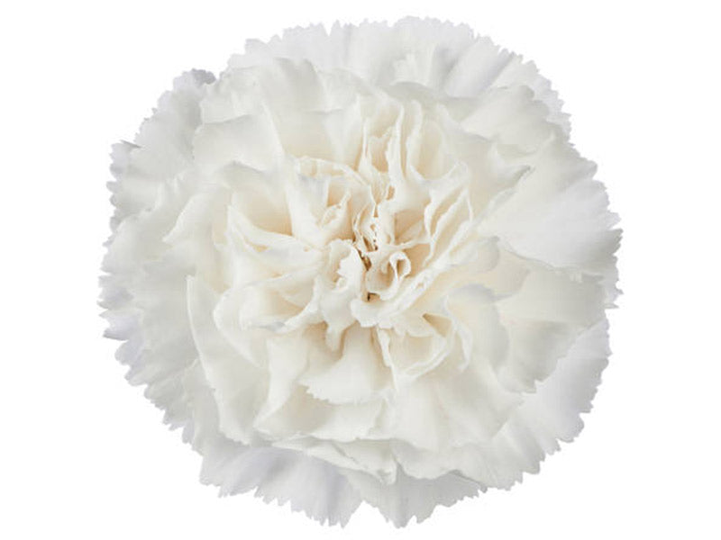 Carnation Single White