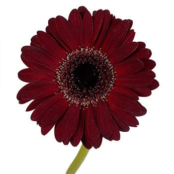 Gerbera Bloody Red Per Stem