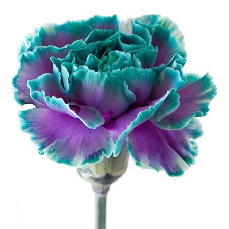 Carnation Painted Ibiza Per Stem