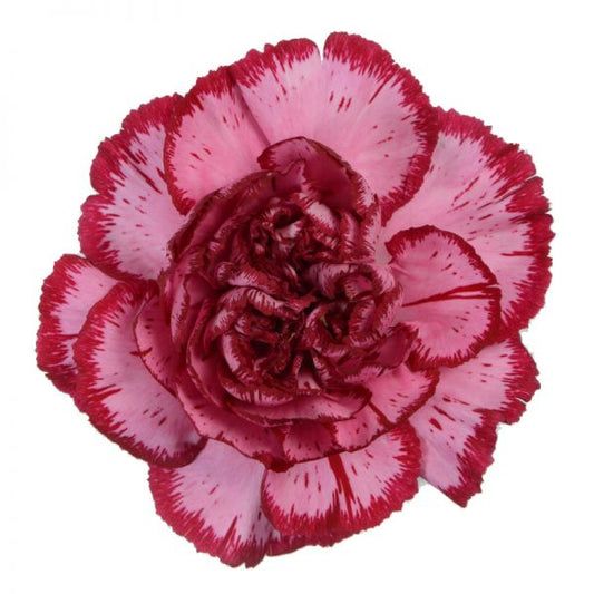 Carnation Baccarat Pink Per Stem
