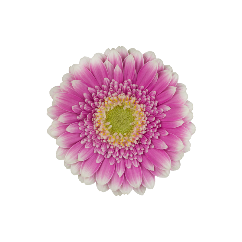 Gerbera Mini Bi Color Pink Per Stem