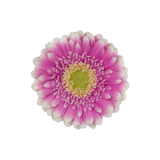 Gerbera Mini Bi Color Pink Per Stem