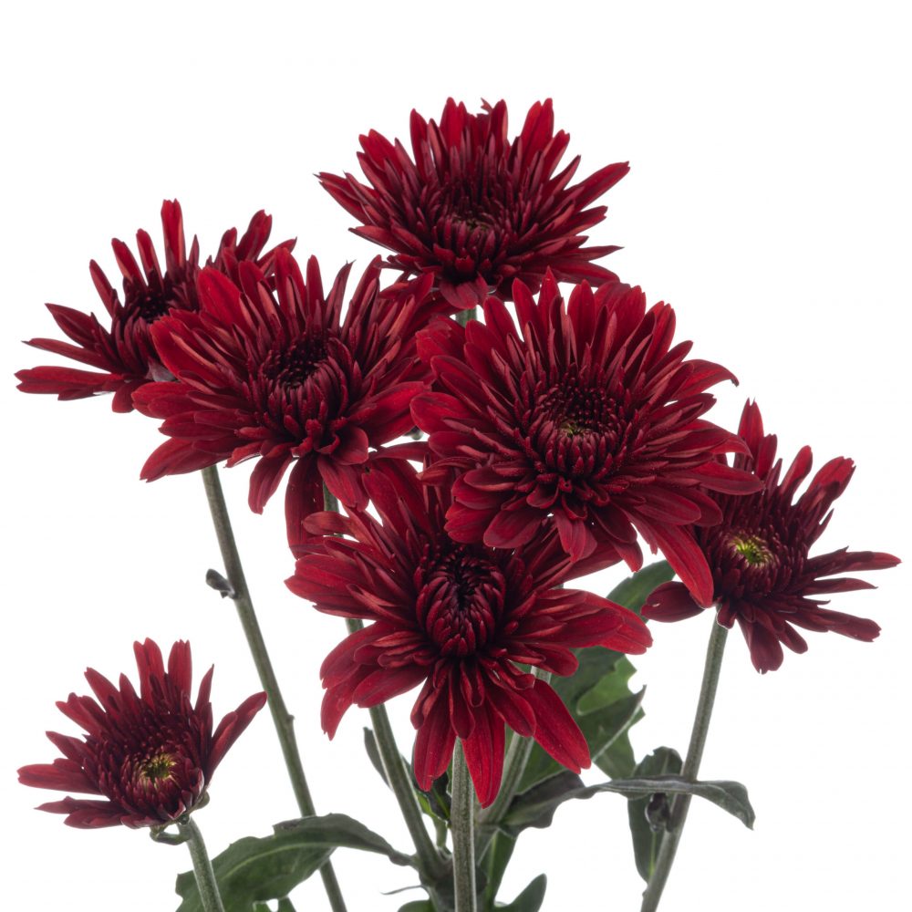 Chrysanthemum Red Chianti Per Stem