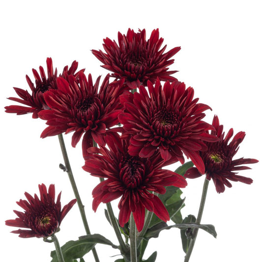 Chrysanthemum Red Chianti Per Stem