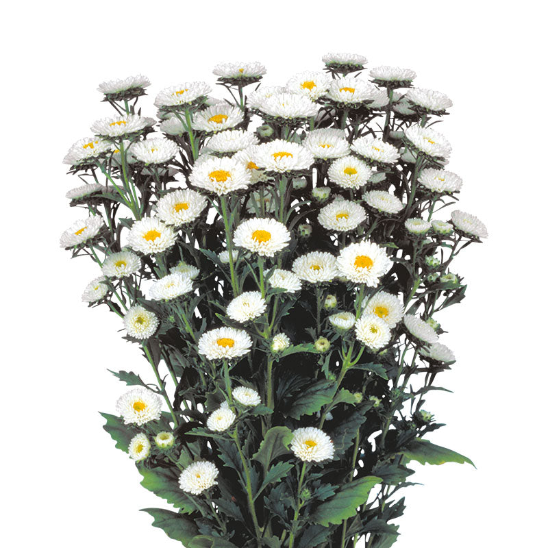Callistephus Matsumoto White Per Stem