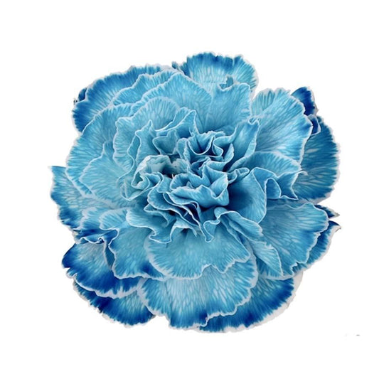 Carnation Single Painted Cote D'azur