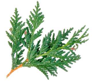 Cedar Leaves Per Stem