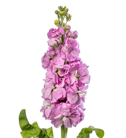Matthiola  Pink Per Stem