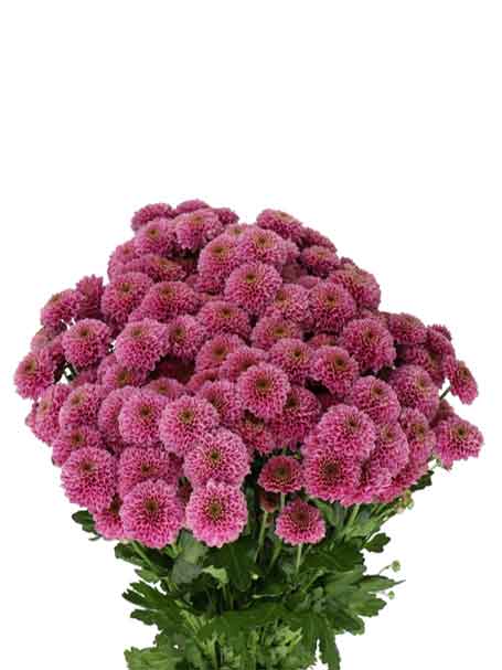 Chrysanthemum santini Purple Per Stem