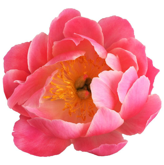 Peony Salmon Per Stem