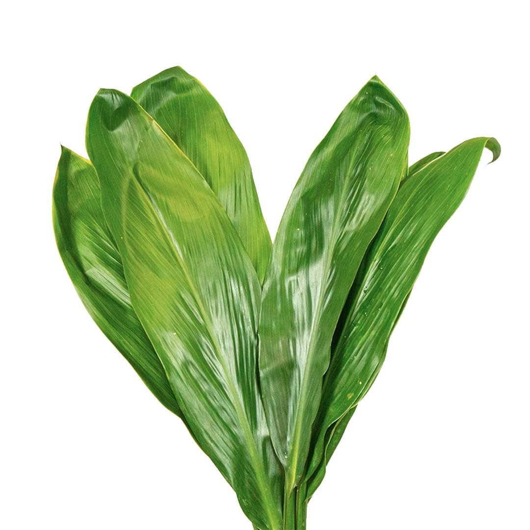 Cordyline Green Bunch Per Stem